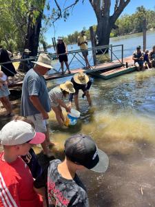 Fish Restock into Murray River 2024